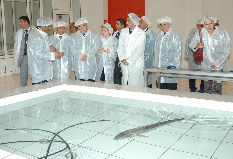 “CASPİAN FİSH CO. AZERBAİJAN” ŞİRKƏTİ İLƏ TANIŞLIQ