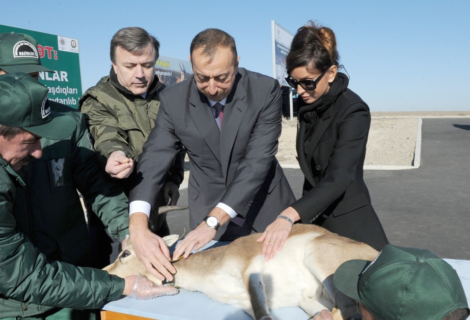 Prezident İlham Əliyev Qobustan-Cəngiçay Dövlət Təbiət Yasaqlığının ərazisinə ilk ceyran sürüsünün buraxılması prosesini izləmişdir