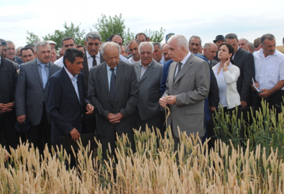 В Гобустане состоялось зональное совещание, посвященное испытанию новых сортов зерна и организации семеноводства