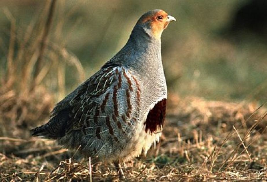 Zahl der Feldvögel in Europa sinkt dramatisch