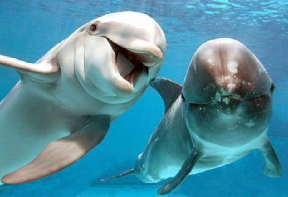 Delfine leben lieber mit Gleichgesinnten zusammen