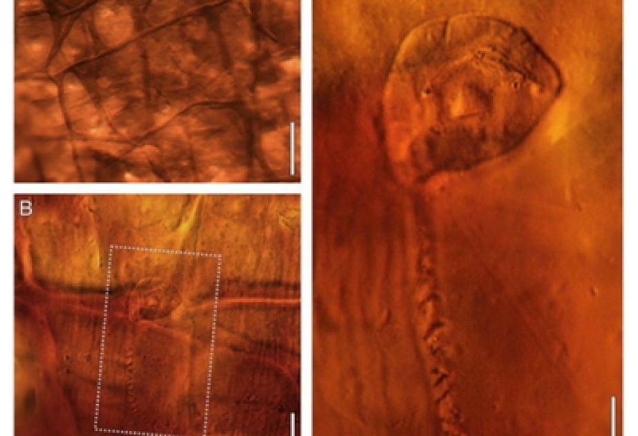 Kokon bewahrte Winzling 200 Millionen Jahre
