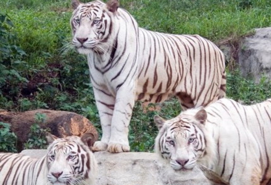 Mutation lässt Tiger weiß werden