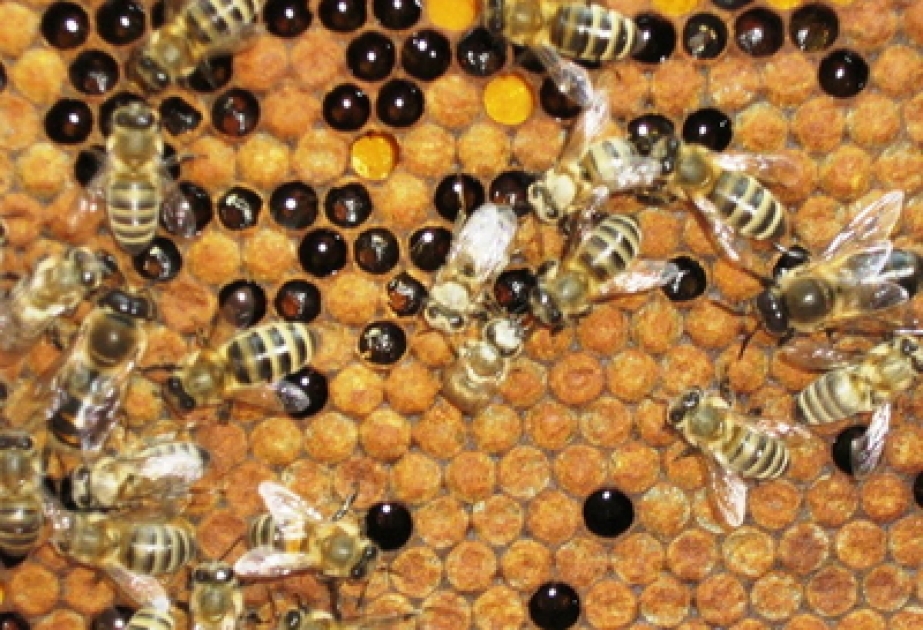 Wenn Bienen eine neue Bleibe suchen