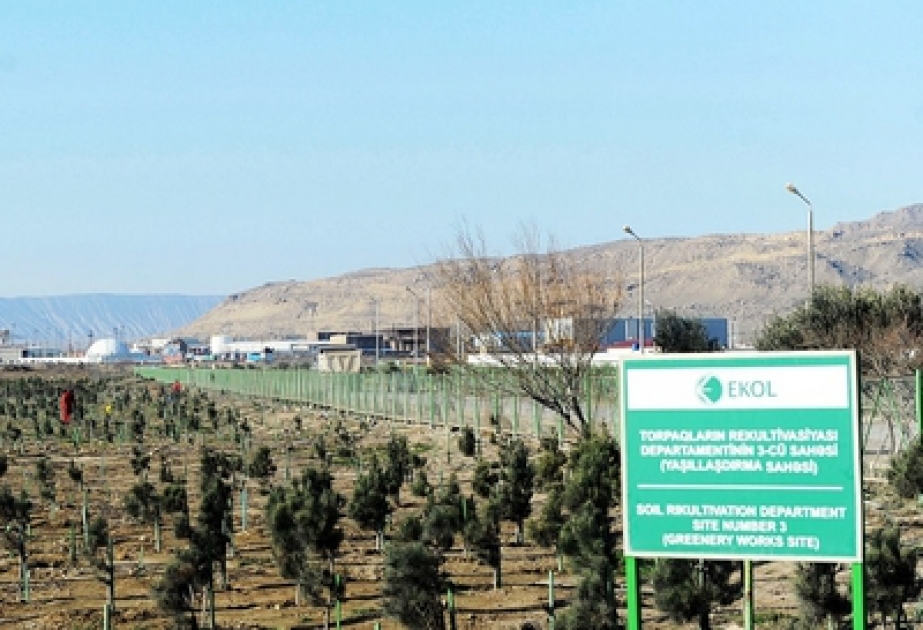 Yaşıllıqlara aqrotexniki xidmətlər göstərilir