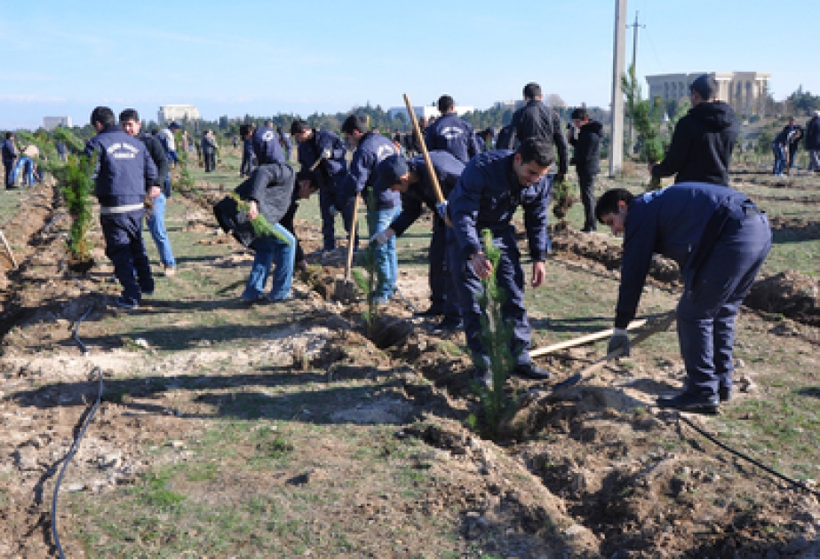İDEA İctimai Birliyi Gəncədə ağacəkmə aksiyası keçirmişdir