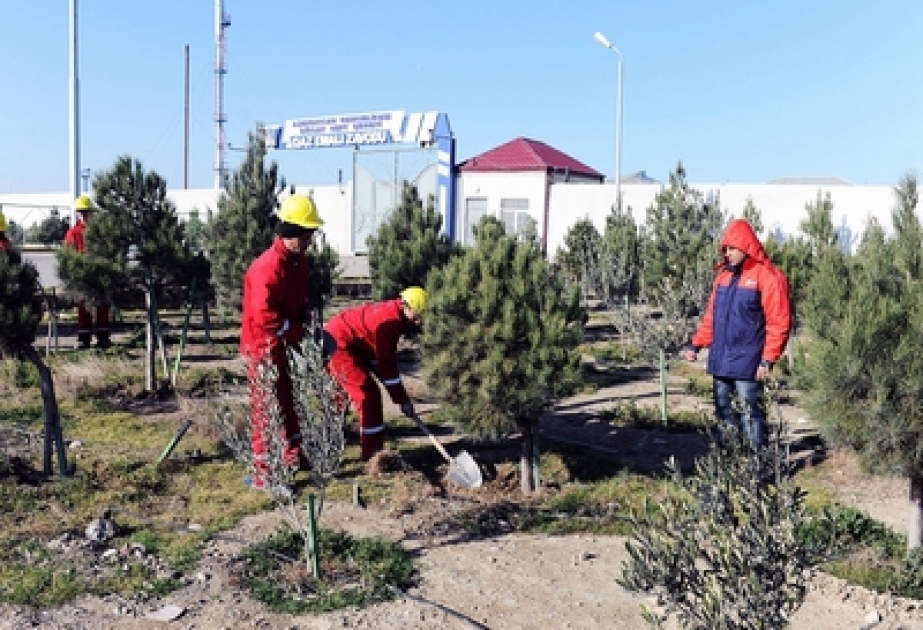 “Ekol Mühəndislik Xidmətləri” QSC neft-qaz sənayesi sahələrində yaşıllıqların salınması və inkişafına diqqəti artırır