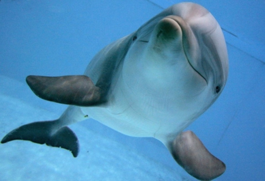 Delfinen sehen wie wir