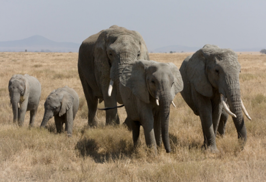Ein gestresster Elefant kann auf das Mitgefühl seiner Artgenossen zählen