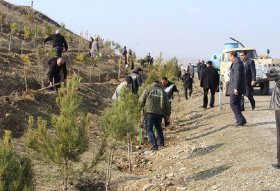 Qazaxda ağacəkmə kampaniyası davam edir