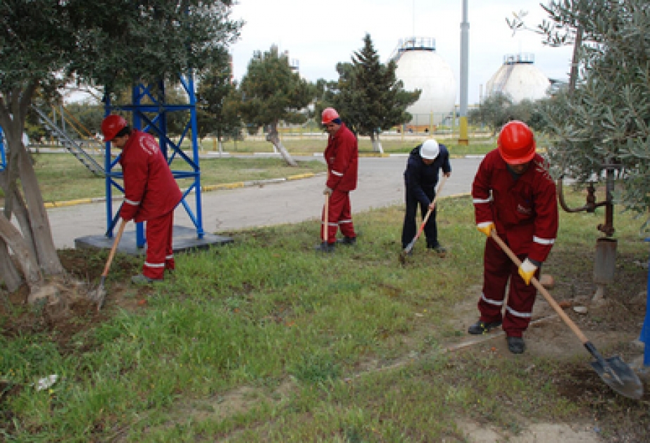 Dövlət Neft Şirkətinin idarə və müəssisələrində yaz iməcilikləri davam edir
