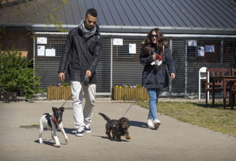 Azerbaijani Eurovision entry volunteered in a Danish animal shelter
