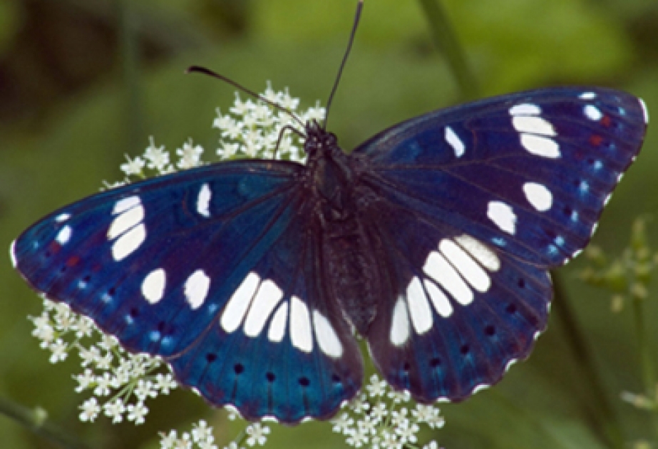 Viele Tiere, insbesondere Schmetterlinge verlassen wegen der Klimaerwärmung Gebiete
