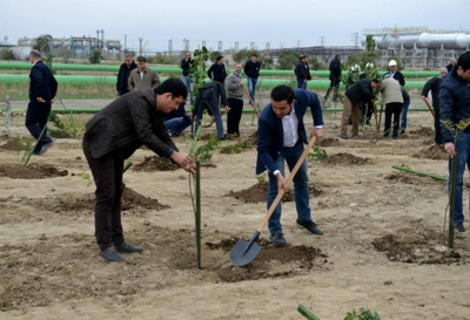 Sumqayıt kimyaçılarının ilk payız iməciliyi