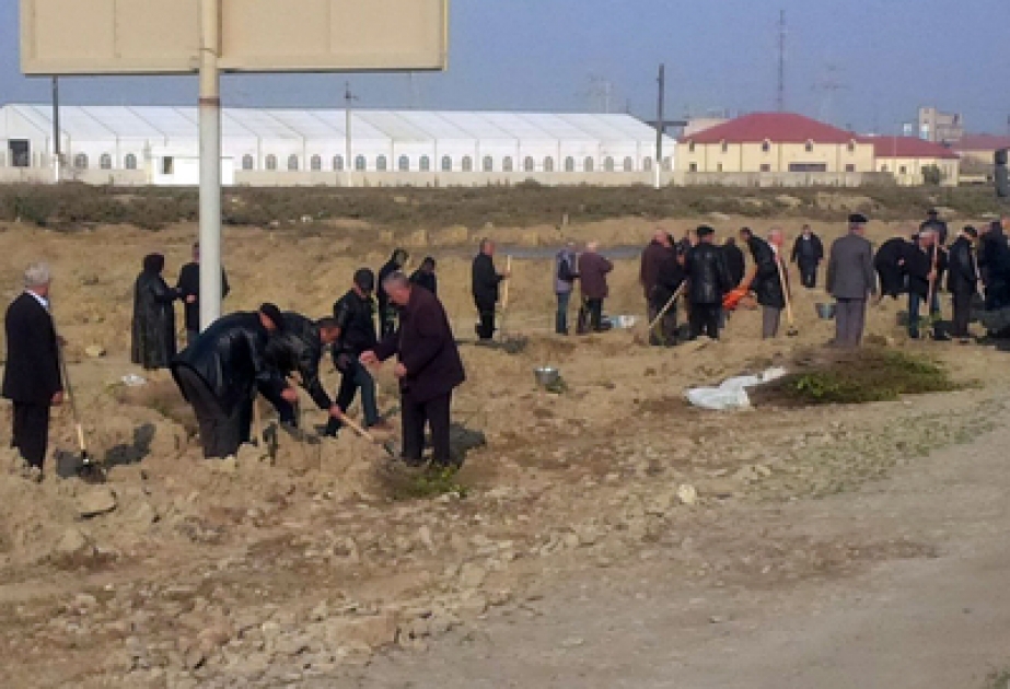Sumqayıtda yaşıllaşdırma marafonu çərçivəsində 18 minə qədər ağac əkilib