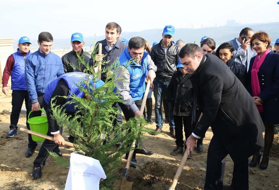 Binəqədidə ağacəkmə aksiyası keçirilib