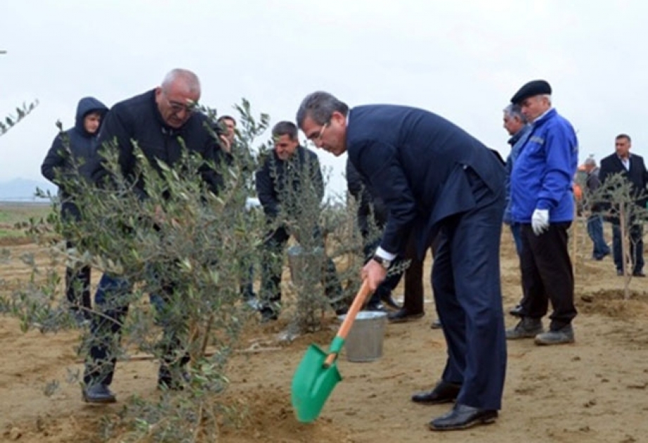 “Ümumrespublika yaşıllaşdırma” marafonu çərçivəsində Qaradağda ağacəkmə aksiyası davam edir