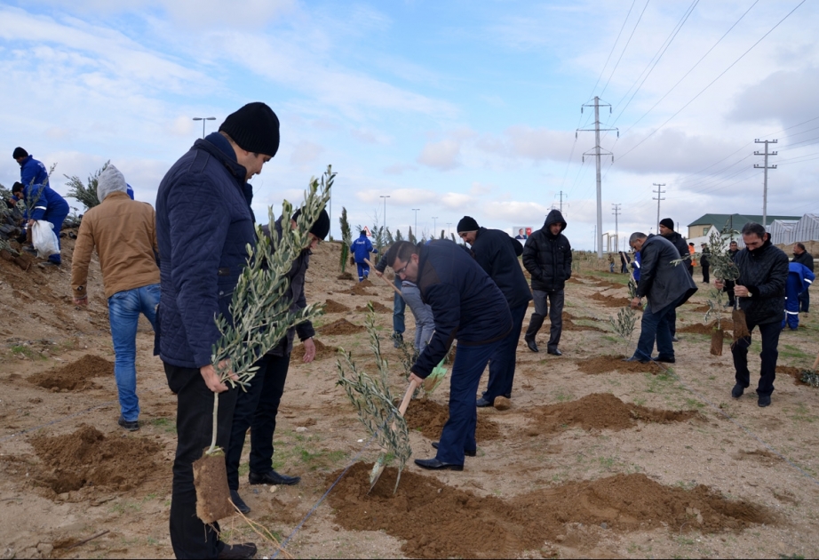 Qala-Pirallahı magistral yolu ətrafında ağacəkmə aksiyası keçirilib