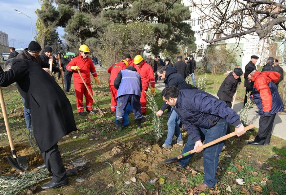 Nizami rayonunda növbəti ağacəkmə aksiyası