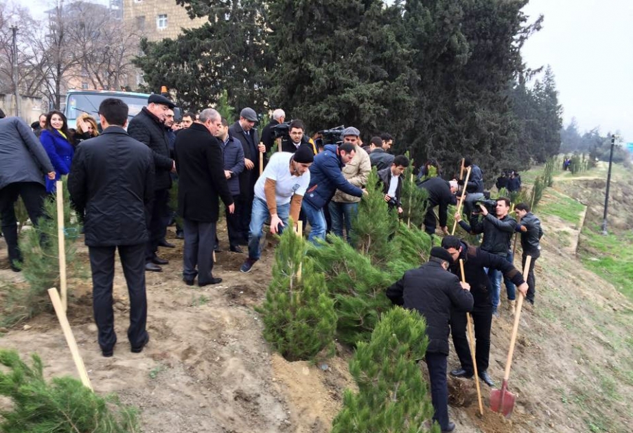Прошла акция посадки деревьев, посвященная дню памяти великого лидера Гейдара Алиева