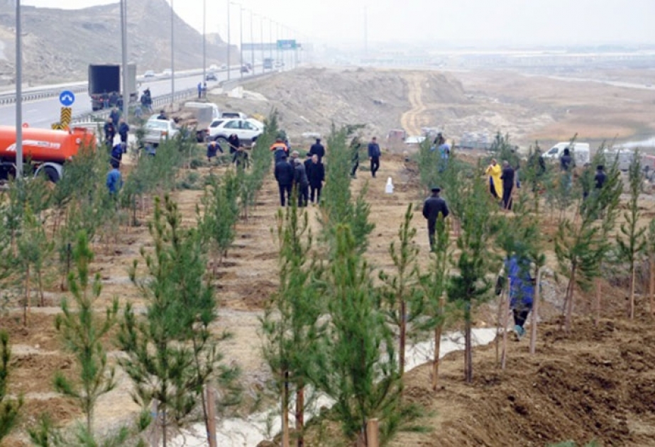 “Ümumrespublika yaşıllaşdırma” layihəsi çərçivəsində Qaradağda 1500-dək ağac əkilib