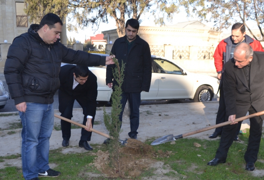 Nizami rayonunda növbəti ağacəkmə aksiyası