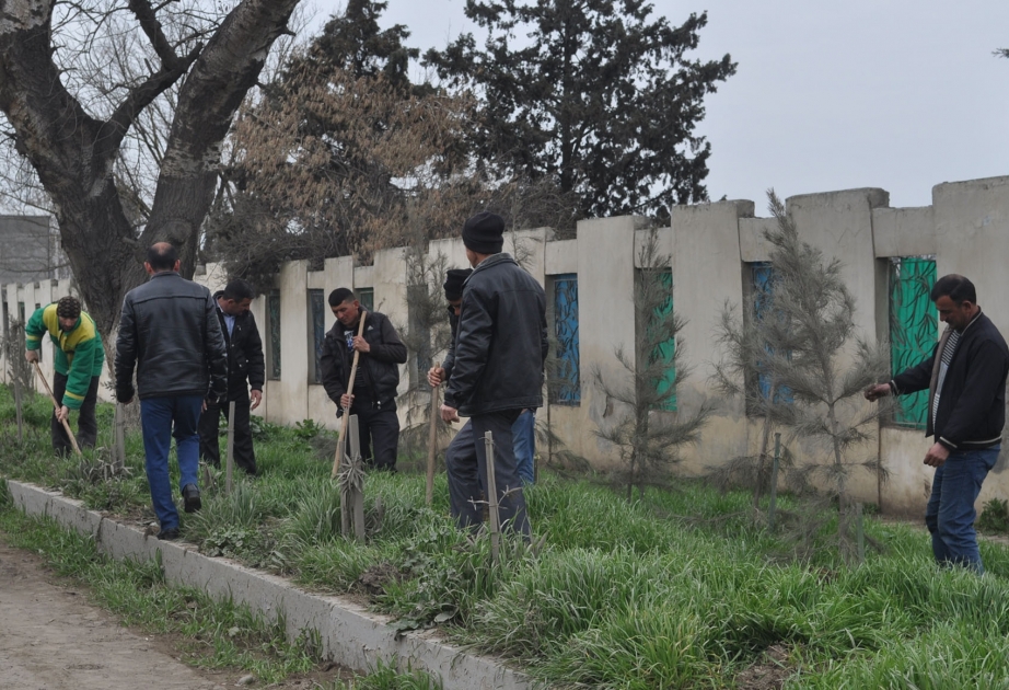 Salyanda yaşıllıqların artırılması istiqamətində davamlı tədbirlər həyata keçirilir