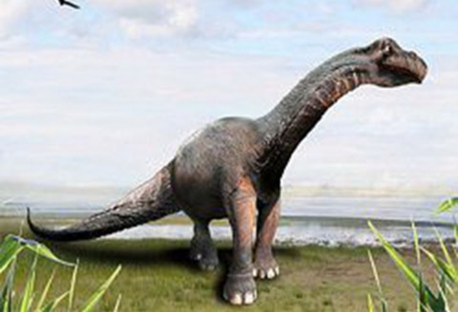 Португальский ученый вернул науке бронтозавров