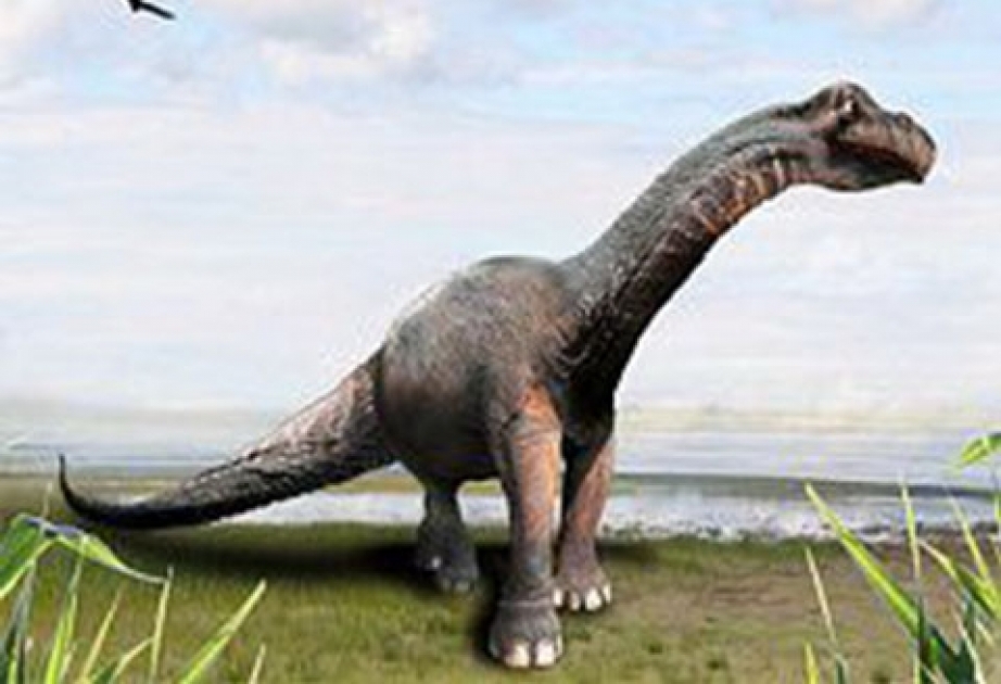 Scientists restore the good name of Brontosaurus