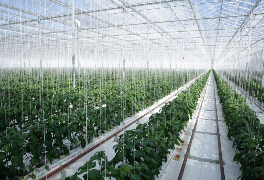 Geotermal energetika inkişaf etməkdə olan ölkələrə yeni imkanlar vəd edir