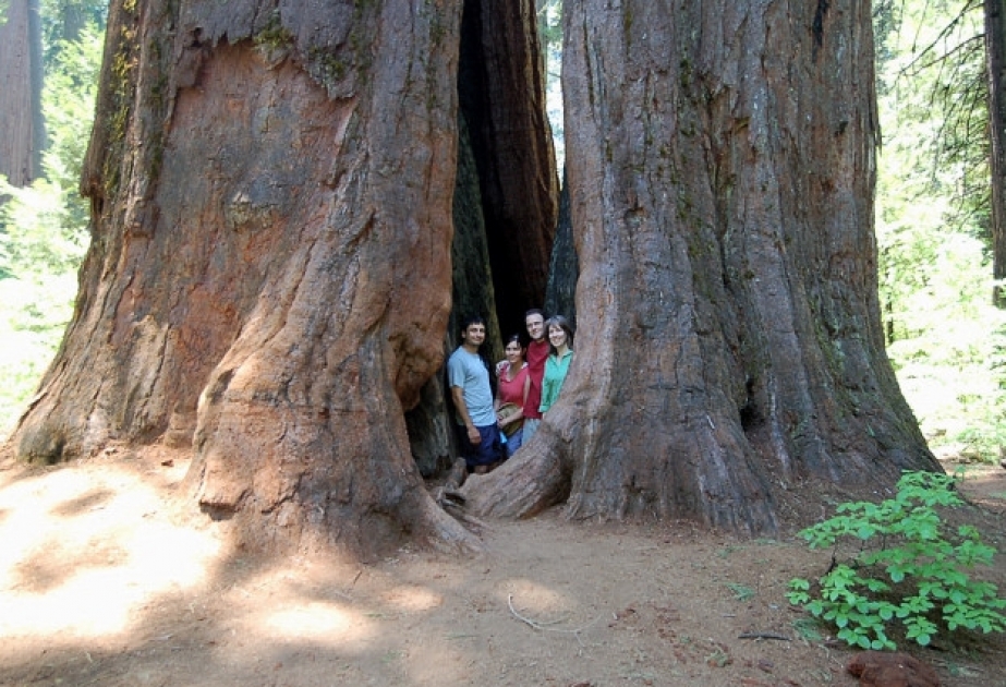 Не толстый ствол. Секвойя дупло. Дерево Секвойя толстая. Самое толстое дерево Секвойя. Секвойя Африка.