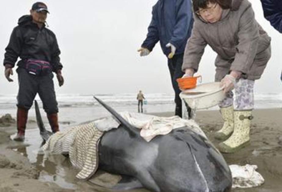 More than 130 dolphins beach in Japan