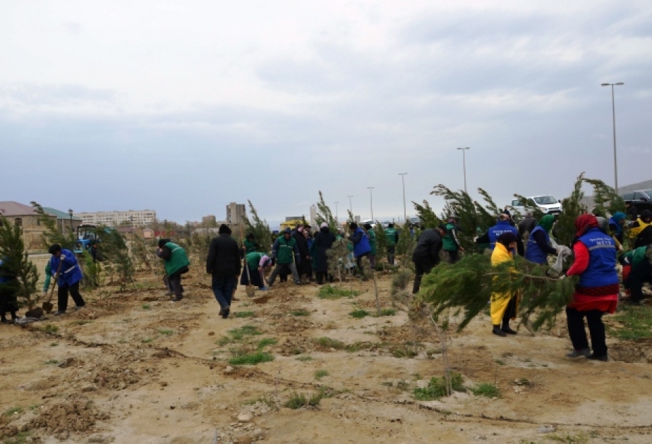 Qaradağda ağacəkmə aksiyası davam edir