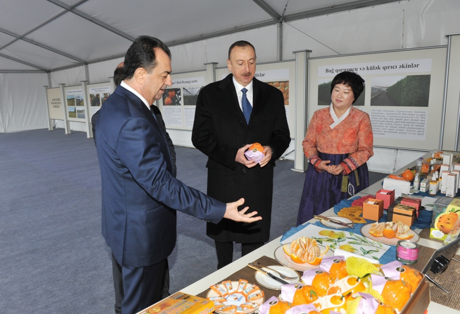 Besuch in der Farmwirtschaft „Gilan Agro-Zitrus“ in Lenkoran VIDEO