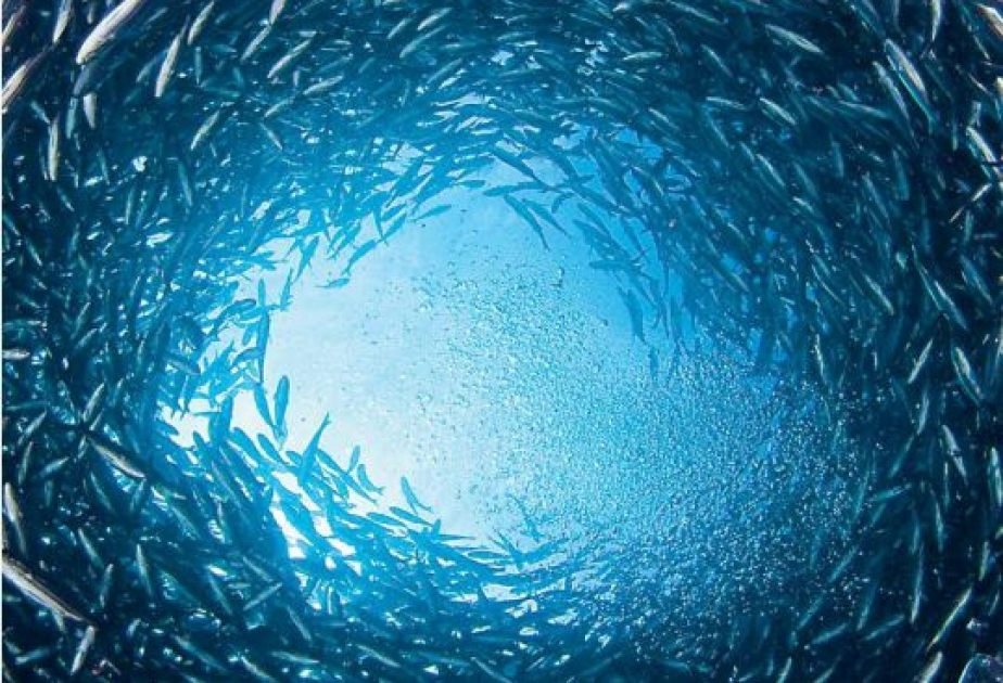 Ученые подсчитали стоимость океанов