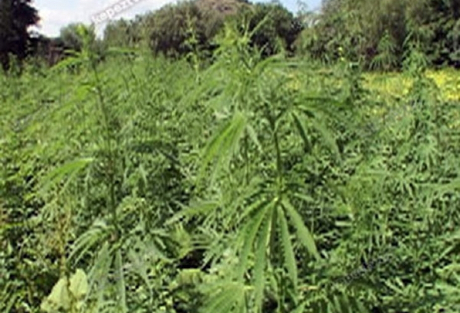 Milli Parkın ərazisində narkotik xassəli bitki aşkar edilib