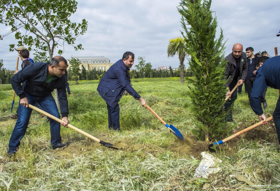 Nərimanov rayonundakı yaşıllıq zolağında növbəti iməcilik
