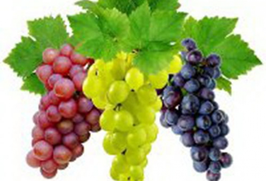 Виноград: множество сортов и полезные свойства