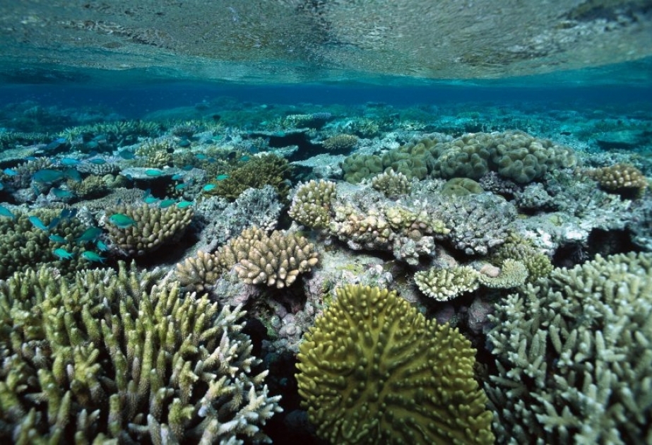 Great Barrier Reef ist eine der größten Touristenattraktionen