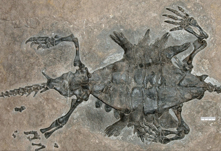 Älteste Schildkröte der Welt lebte vor 240 Millionen Jahren