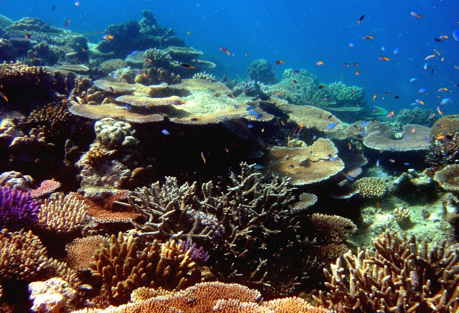 Weltgrößtes Korallenriff vor der Nordostküste Australiens