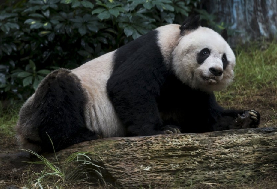 Pandabärin Jia Jia