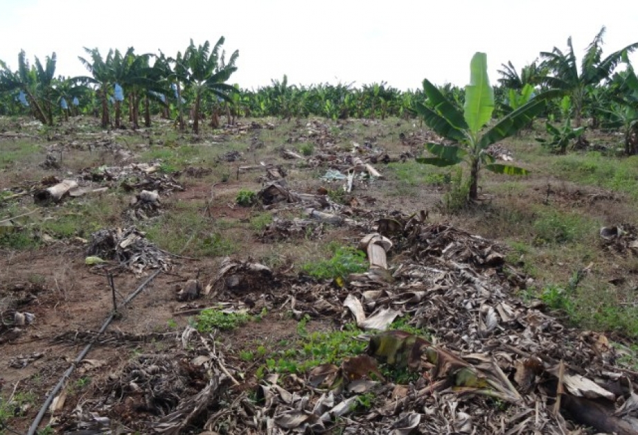 Банан под угрозой исчезновения