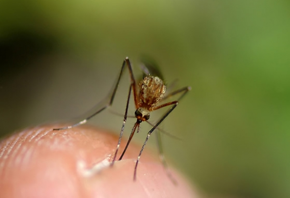 Behandlungstipps gegen Mückenstiche