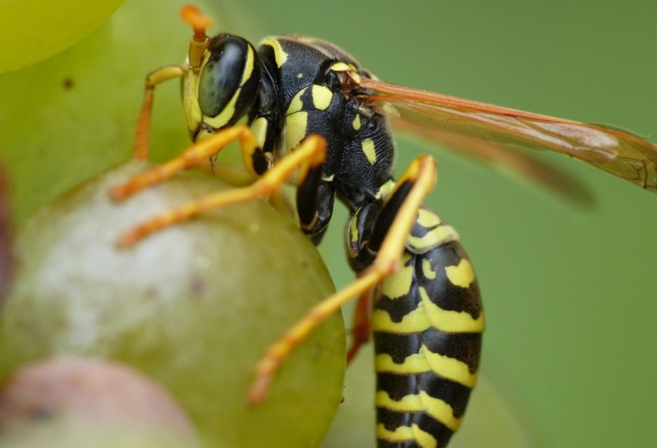 Zehn Tipps - was wirklich gegen Wespen hilft