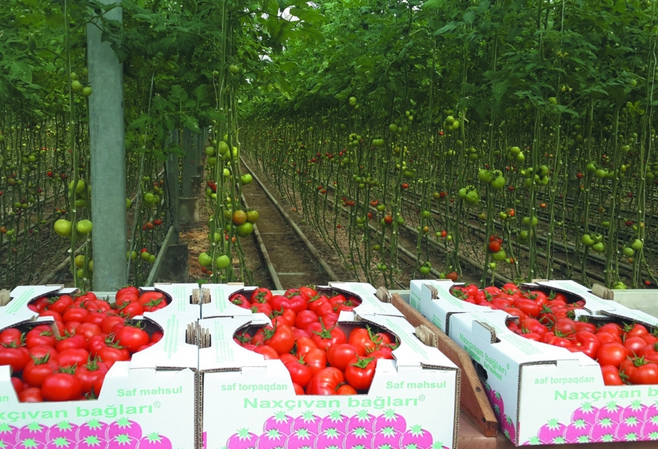 Naxçıvanda daxili bazar yüksək keyfiyyətli yerli kənd təsərrüfatı məhsulları ilə təmin olunur Bu tədbirlərin davamı olaraq yeni meyvə bağları salınır, istixana kompleksləri yaradılır