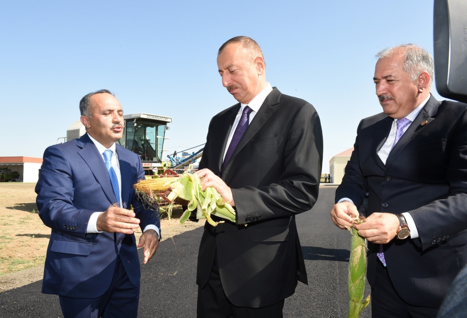 Präsident Ilham Aliyev besucht die Getreidewirtschaft in Jalilabad VIDEO
