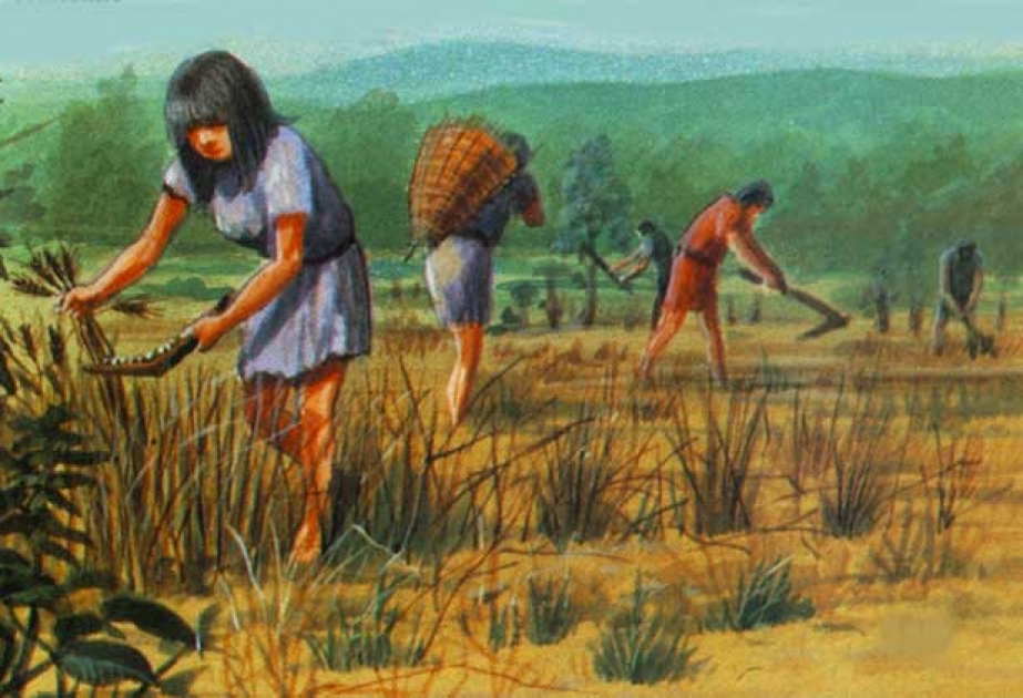 Ученые считают, что земледелие возникло более 20 тысяч лет назад