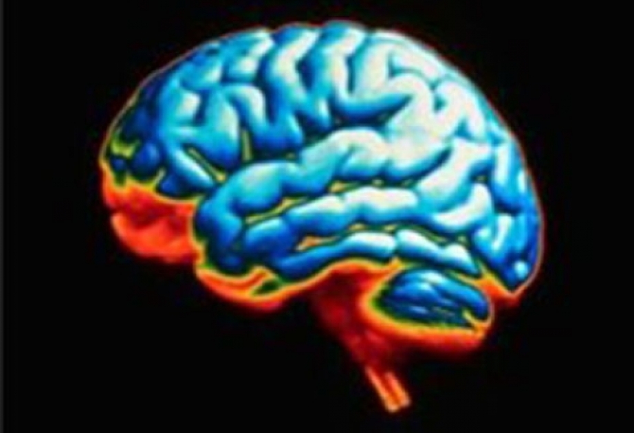 Scientists grow 'human brain' in laboratory in bid to beat Alzheimer`s