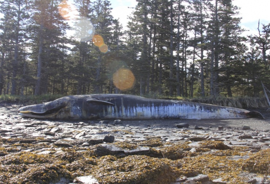 US-Behörden sind um Walsterben vor Alaska tief besorgt